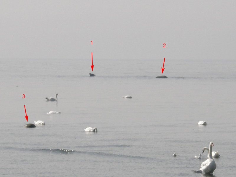 Trova l''intruso ...